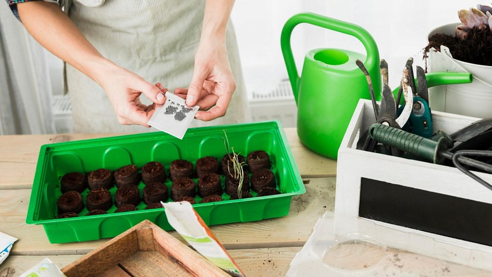 Пять советов по выбору семян на рассаду
