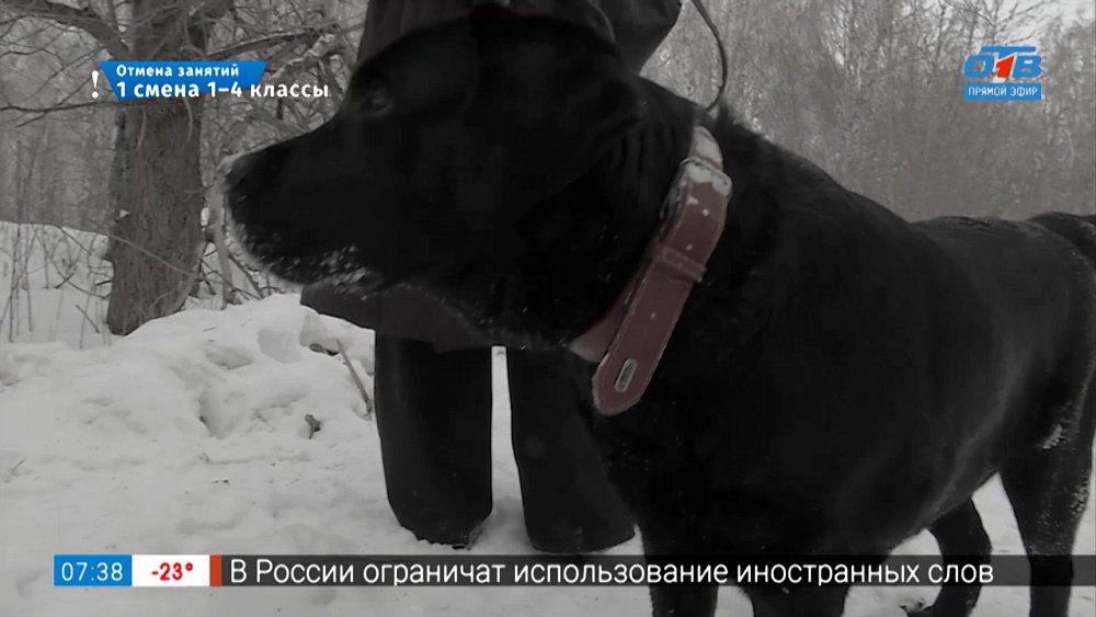 Почему не слышит пес? в сюжете «Спасение лабрадора»