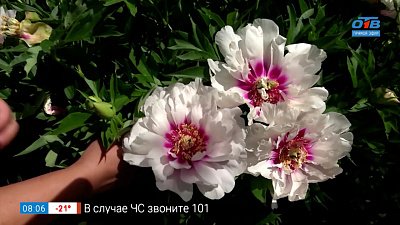 Прекрасные пионы — правильно выбираем, грамотно храним в рубрике «Руки садовода»