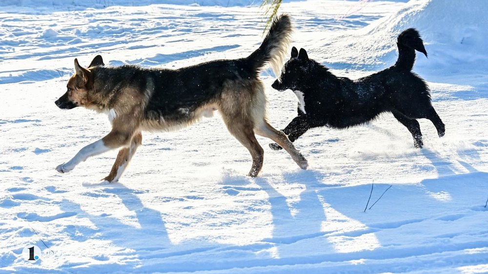 Прокуратура начала проверку мэрии Копейска после нападения собаки на школьницу