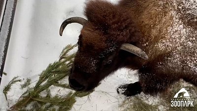 В Челябинском зоопарке бизону не понравился подарок зоологов