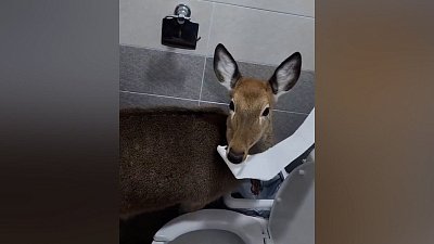 Мех и смех: опасная вкусняшка, странный гость и снежная прогулка