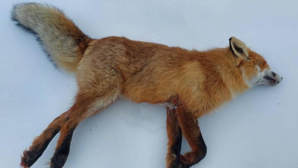 В двух поселках Челябинской области объявили карантин по бешенству