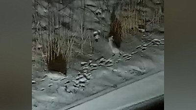 Два зайца в Челябинске попали на видео