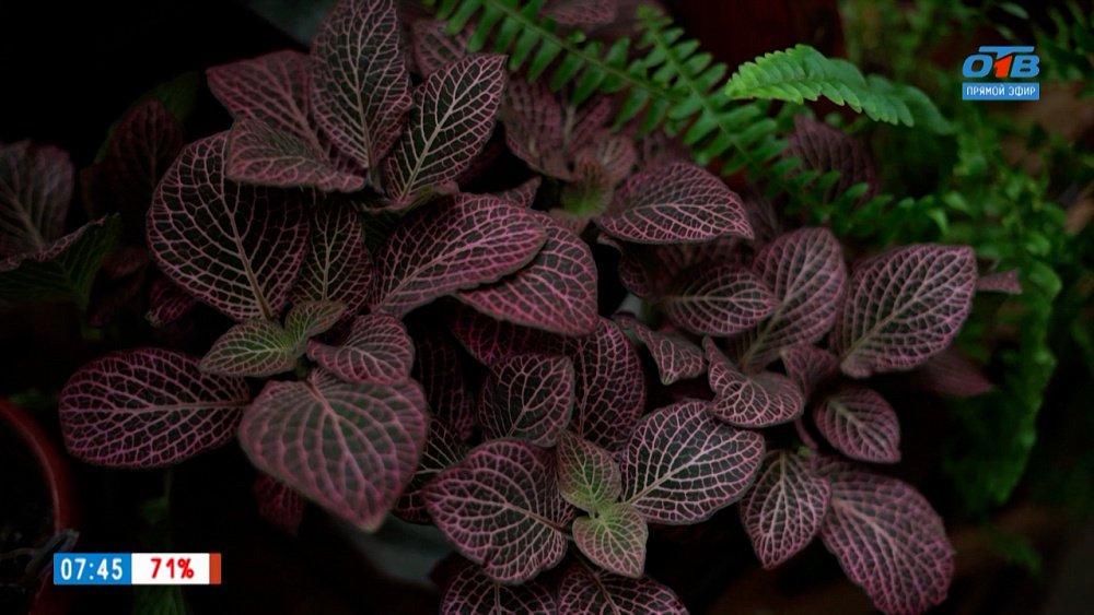 Зима — сложное время для комнатных растений в рубрике «Руки садовода»