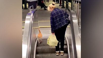 Мех и смех: интернет-пользователь, непреодолимое препятствие и нежность