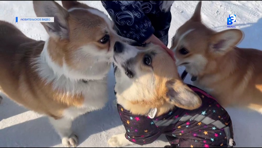 Прогулка корги в Миассе