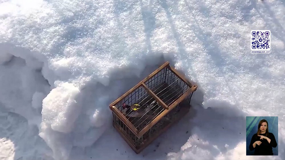 Живодеры вылавливают певчих птиц