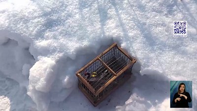 Живодеры вылавливают певчих птиц