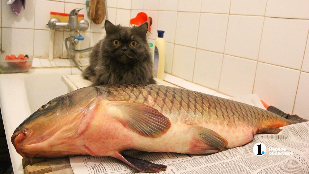 Что нельзя делать в день Алексея Рыбного, 25 февраля