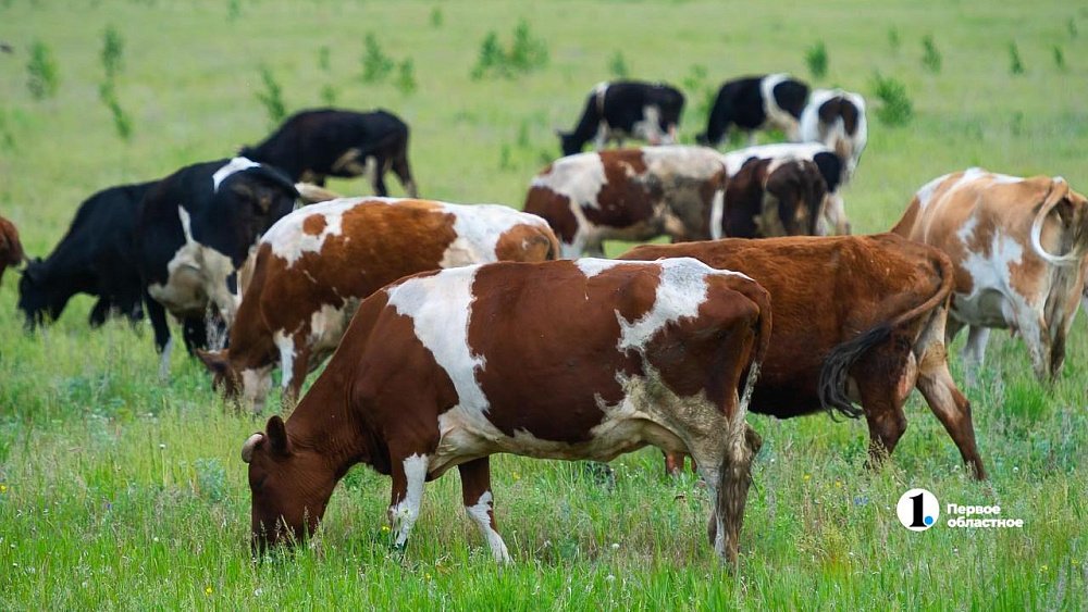 Что нельзя делать в Коровий праздник, 24 февраля