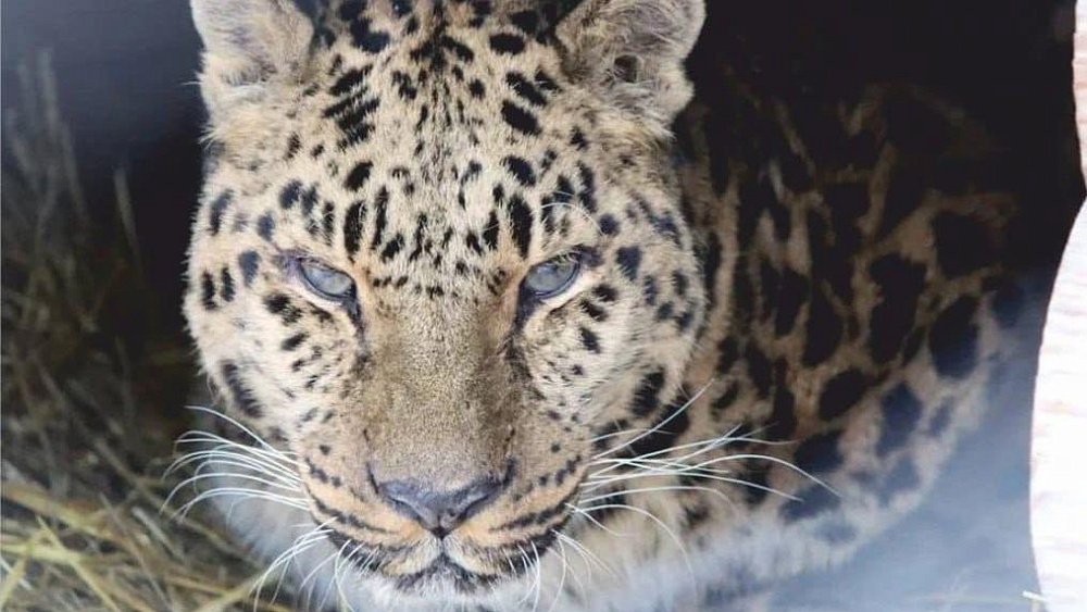 В Челябинском зоопарке умер дальневосточный леопард Филипп