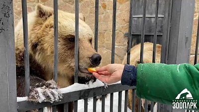 В Челябинском зоопарке юные медведицы променяли сон на еду