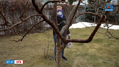 Ранняя весна — время обработать сад в рубрике «Руки садовода»