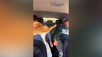 Мех и смех: крокодиловы горки, личные границы и свиной захват