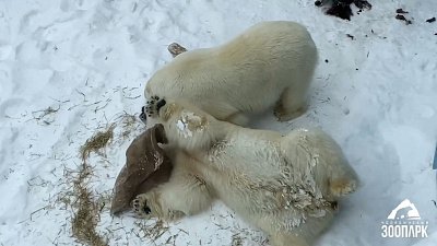 В Челябинском зоопарке отпраздновали День полярного медведя