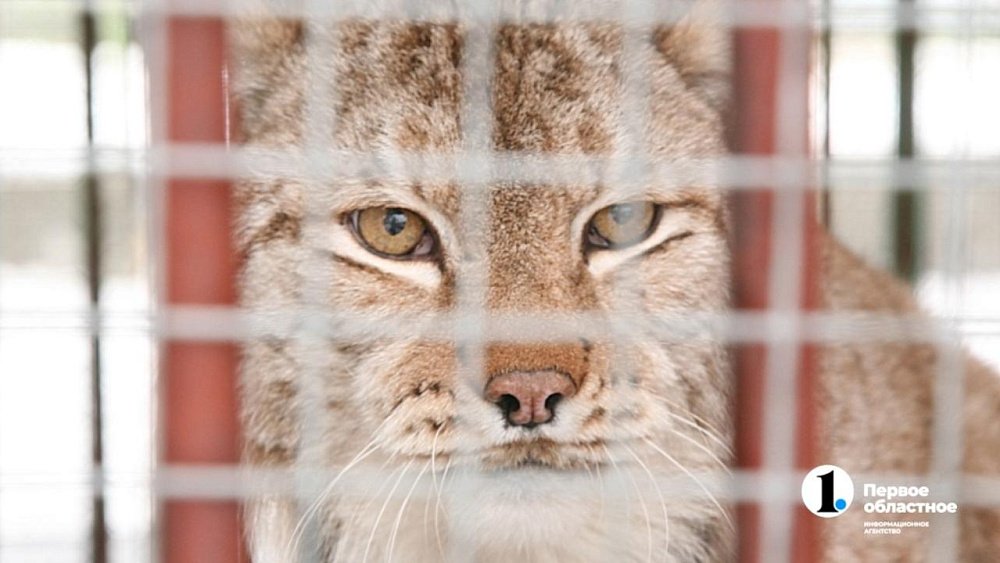 В Челябинской области выявили восемь нелегальных зверинцев