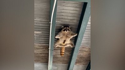 Мех и смех: скалолаз, сладкий сон и массаж