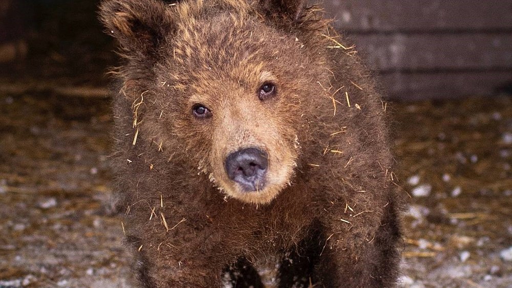 Медведице Соне два года: ей будут строить новый вольер