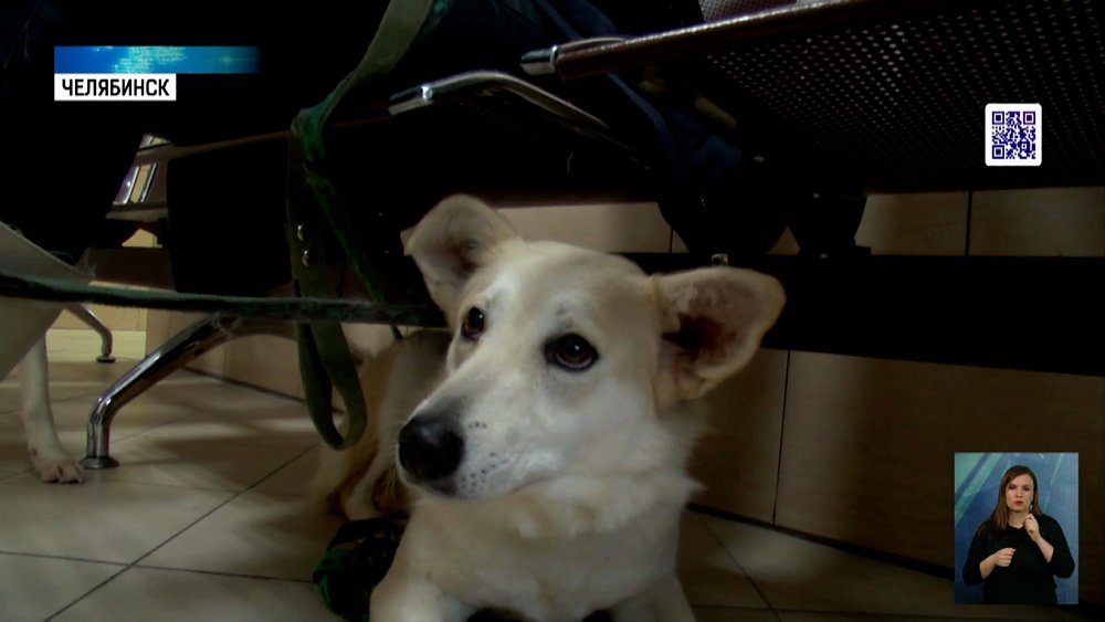 28 февраля — всемирный день стерилизации животных