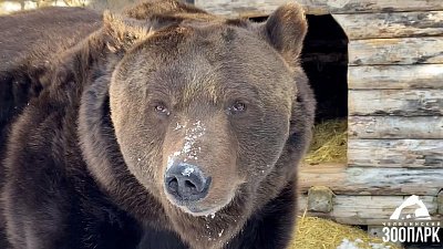 В Челябинском зоопарке проснулся медведь Малыш