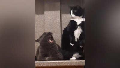 Мех и смех: странная игра, тигровая горка и страшный зевок