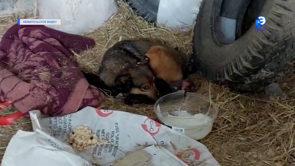 Бездомные собаки умирают в заброшенном миасском приюте