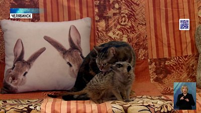 1 марта — Всемирный день кошек