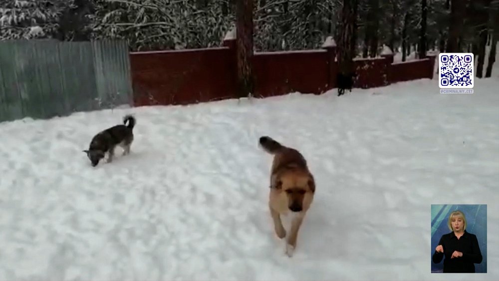 Собаки умирают в заброшенном приюте