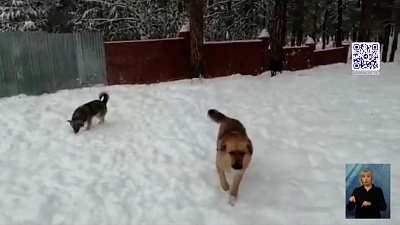 Собаки умирают в заброшенном приюте