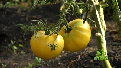 Как правильно выбрать саженцы розы — в программе «Зеленая передача»