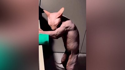 Мех и смех: ленивое умывание, голодный кот и спортсмен