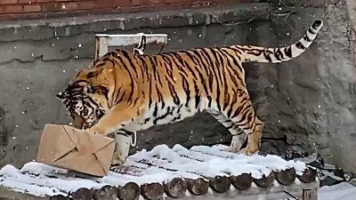 Тигры в Челябинском зоопарке получили угощение