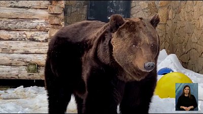 В зоопарке проснулся медведь Малыш