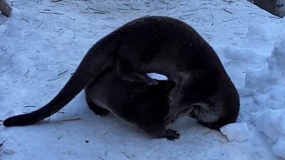В Челябинском зоопарке выдры искупались в снегу