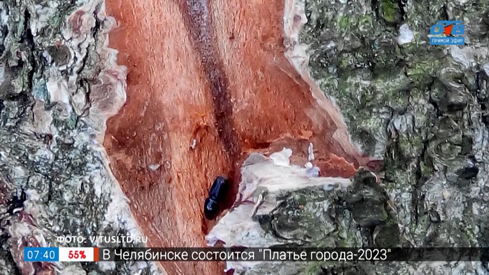 Жук — короед. Маленький, но очень прожорливый вредитель сада — в рубрике «Руки садовода»