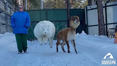Альпака Дуся вновь выйдет на прогулку в Челябинском зоопарке