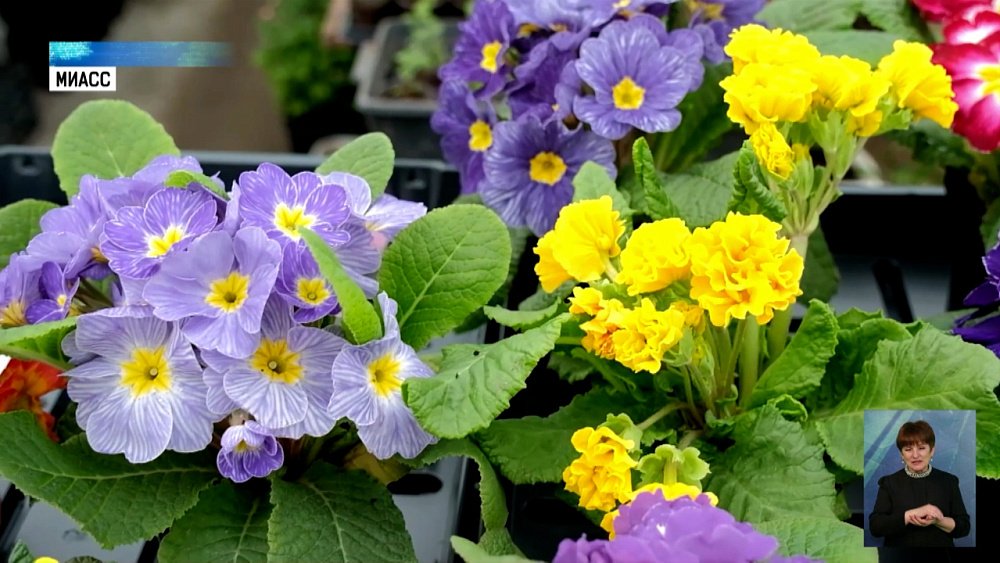 В Миассе выращивают цветы в горшках