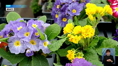 В Миассе выращивают цветы в горшках