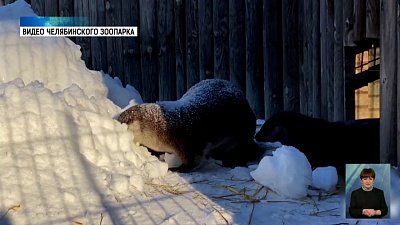 Выдры из зоопарка встречают весну