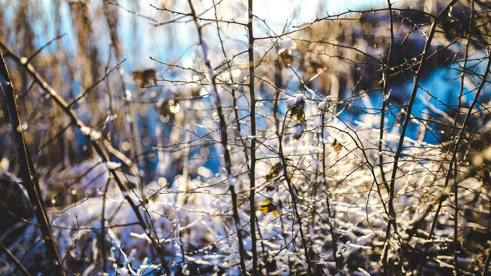 Когда в саду нужно обновить побелку на деревьях