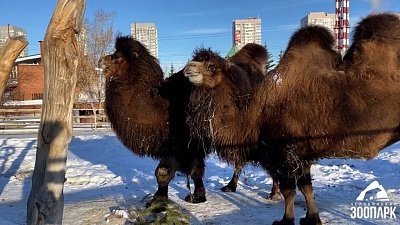 В Челябинском зоопарке показали досуг верблюдов