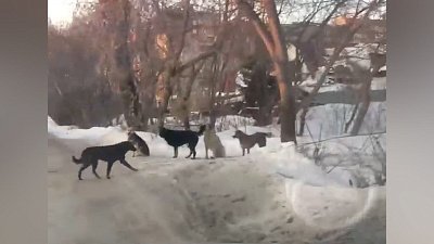Челябинцы встревожены стаями бродячих собак