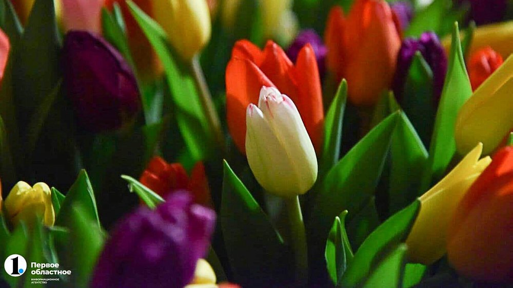 Почти 10 тысяч челябинских тюльпанов запретили экспортировать в Казахстан