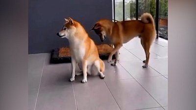 Мех и смех: перфекционист, хлипкая конструкция и манящий хвост