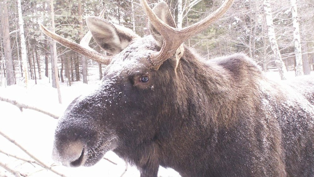 На дороге в Озерске сбили второго за зиму лося
