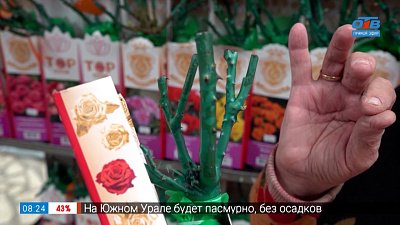 Розы. Выбрать и сохранить! — в рубрике «Руки садовода»