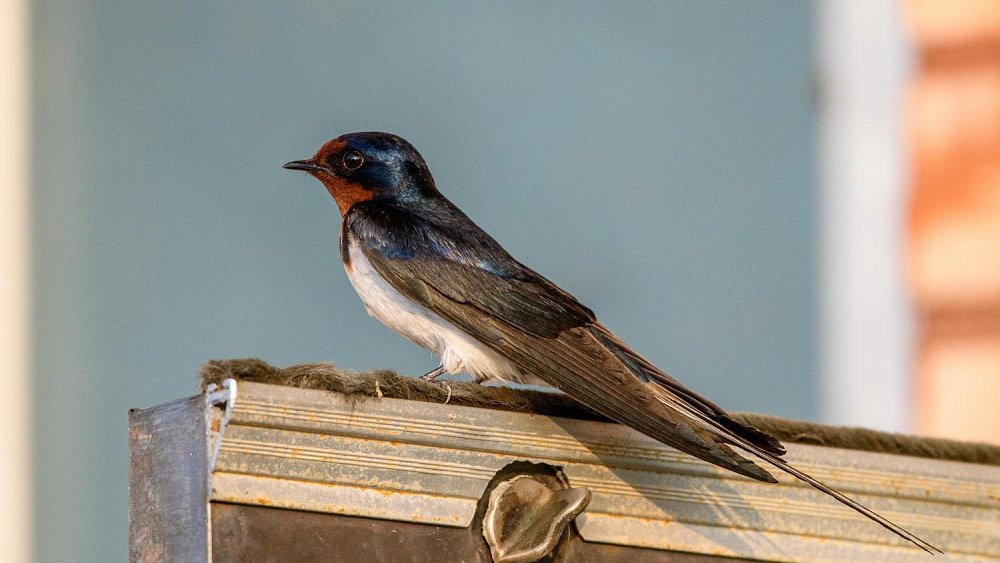 Маврикиев день отмечают по народному календарю 7 марта