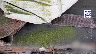 В Челябинск не пустили фуру с насваем