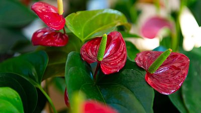 Жительницы Челябинска назвали самые необычные подарки на 8 Марта